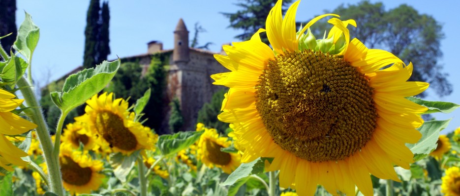 Benvinguts a Campllong!